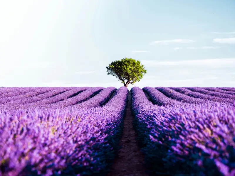 Champs de lavande en fleurs sur le plateau de Valensole en Provence avec van au loin