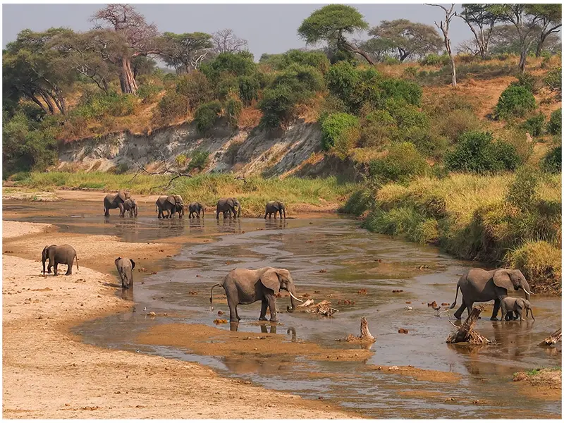Troupeau d'éléphants dans le parc Tarangire avec ses majestueux baobabs