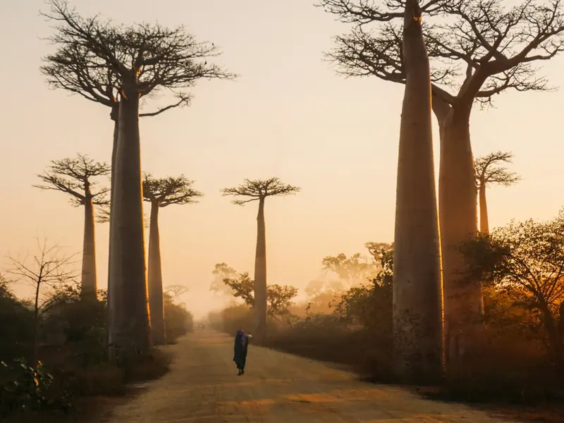 Baobab sacré Madagascar Afrique traditions ancestrales