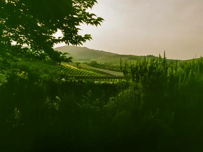 Vignobles dorés de Toscane au coucher du soleil avec cyprès alignés