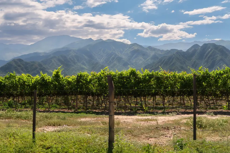 Vignobles de Cafayate en Argentine avec vignes d'altitude et montagnes andines en arrière-plan