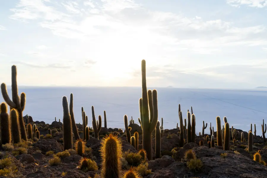 Immensité blanche du salar d'Uyuni avec cactus géants sur l'île d'Incahuasi et ciel bleu azur