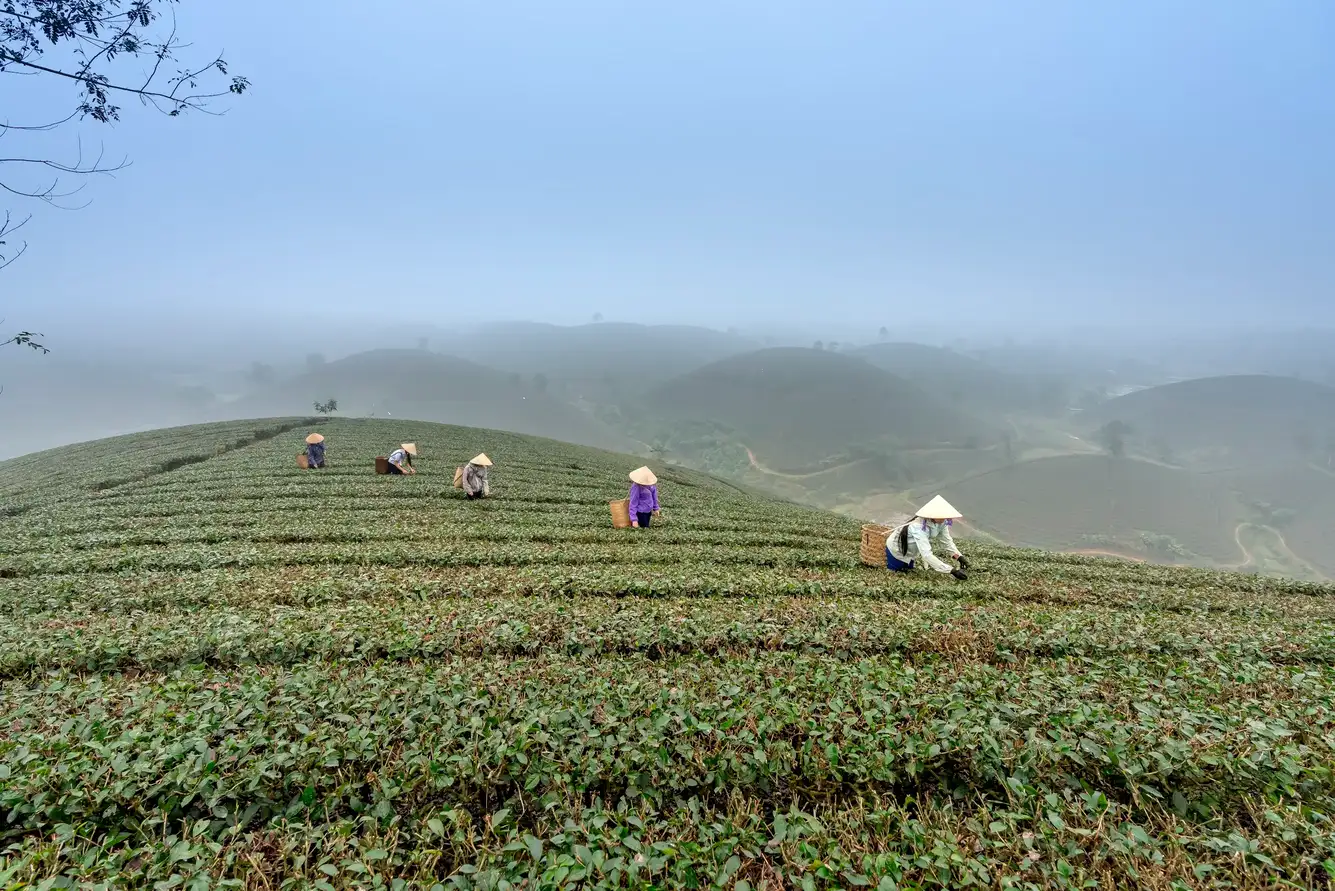 Cueilleuses de thé Nuwara Eliya