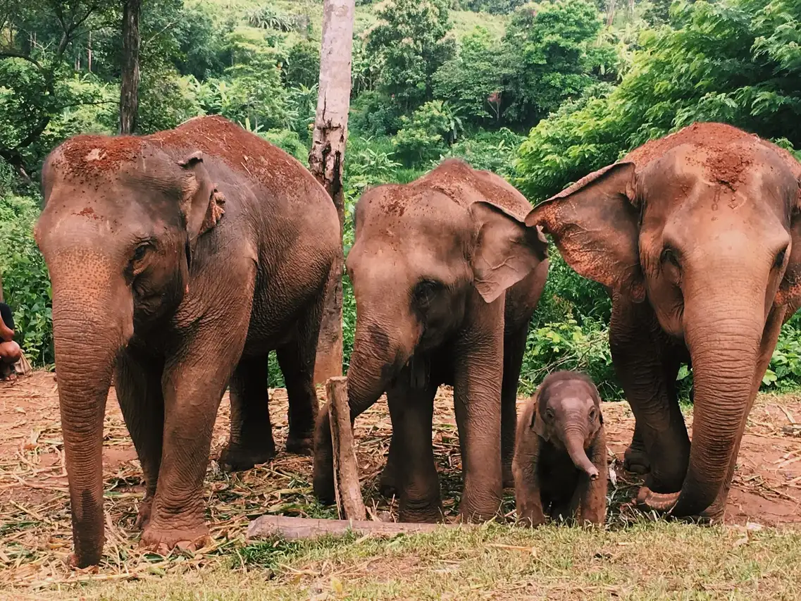 Éléphants Yala National Park