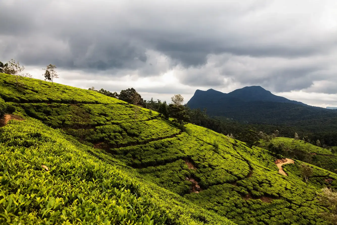 Plantation de thé Nuwara Eliya